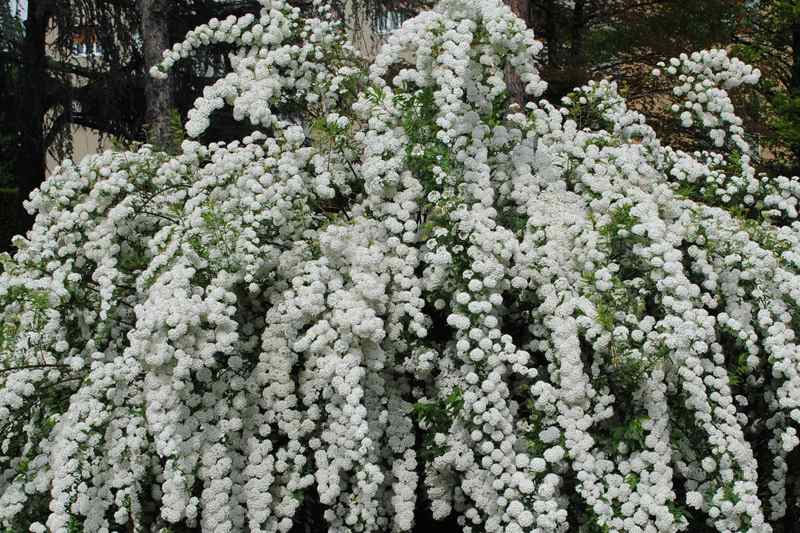 Кустарники, которые вы ждали
